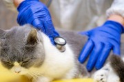 猫咪怀孕后的饮食需求（猫咪怀孕后应该注意的饮食需求及补充）