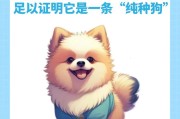 如何使博美毛发更漂亮（探讨博美食用何种毛发营养品可有效提升毛发亮丽程度）