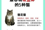 养猫的益处多多（猫咪不仅可爱，还有这些好处！）