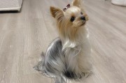 约克夏犬养育的人很少的原因（探究约克夏犬养育率低的原因及解决方法）