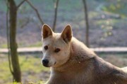 田园犬的缺点及不足之处（揭示田园犬的不完美一面，让你全面了解它们的缺点）