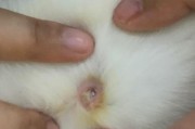为什么猫需要在背上打针？（背部注射是保护猫咪健康的最佳方式）