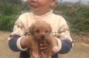 泰迪犬生狗的间隔时间有多久？（探讨泰迪犬生狗的最佳间隔时间和养殖管理）