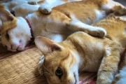 小猫的抓东西冒险记（顽皮可爱的小猫是怎样抓东西的？）