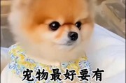 WhattoNameYourDog（AComprehensiveListof15EnglishDogNamesandTheirMeanings）