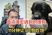 揭示饿死的狗是什么样子（残酷现实下的动物虐待与呼唤人道关怀）
