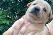 养田园犬的注意事项（充足的运动与专业饲养知识是关键）