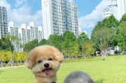 探索贵宾犬的多彩世界（发现你最喜欢的颜色）