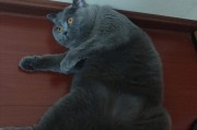 探索英短蓝猫的缺点（了解英短蓝猫的特点和限制，为饲养提供参考）