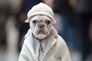 揭开法国斗牛犬纯不纯的关键地方（看看你家里养的是不是串串吧！关键是这几个地方）