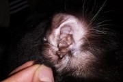 猫耳朵上的黑色物质是什么？（揭开猫耳朵黑色物质的秘密）