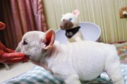 法斗价格及定价因素解析（以法斗多少钱一只？法斗的价格是根据什么定价的？）