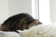 猫咪为什么不吃猫粮？（以肉为主食的猫咪为何对猫粮不感兴趣）