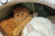 刚出生的小猫应该吃什么？（小猫成长所需的营养和饮食需求）