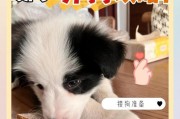新手养狗必备用品及准备工作指南（养狗必备用品清单和重要准备事项）