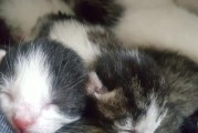 猫的繁殖周期与生育年龄（猫生小猫的时间及其相关影响）