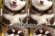 阿拉斯加犬的寿命（探索阿拉斯加犬为何能长寿的原因，以及如何延长它们的生命）
