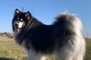 如何正确喂养阿拉斯加犬？（科学饲养方式助您培养健康宠物）