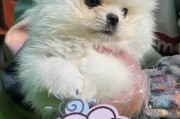 博美犬（活泼可爱、适合家庭的理想宠物）
