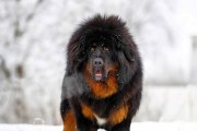从价值3000万的藏獒到悲剧命运（曾经巅峰的豪华宠物，如今踏入绝望之路）