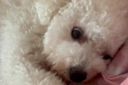 比熊为什么爱咬人？（探究比熊咬人行为的原因与解决办法）
