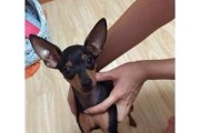 小鹿犬与吉娃娃的区别及如何辨别（小鹿犬和吉娃娃的特征和外貌区别，辨别小鹿犬和吉娃娃的）