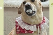 拉布拉多的亲人之道——如何养好一只拉布拉多犬（宠物犬中的热门选择，拉布拉多犬的养护经验）