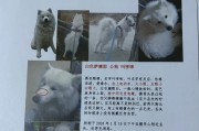 萨摩耶的价格与决定因素（了解萨摩耶的价格背后的决定因素）