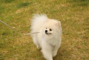 小狗狗（探寻小狗狗的外貌、性格和品种特征）