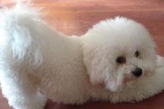 幼犬消化问题（探索幼犬不消化的原因及有效应对方法）