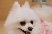 狗狗的高兴表现——从尾巴到眼睛都在笑（认识狗狗高兴的表现，让我们更懂它们的内心世界）