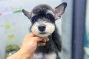 雪纳瑞犬（探索雪纳瑞犬多样的造型风格，领略这一宠物犬种的迷人之处）