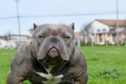 探秘比特犬的外貌特征及魅力（深入了解比特犬）