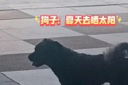 夏天狗狗的阳光浴（狗狗晒太阳的时长、时间选择和保护措施）