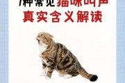 探究猫咪一直叫的原因（揭开猫咪叫声背后的秘密）