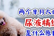 狗狗的尿尿地点和意义（探寻狗狗长尿地方的背后秘密）