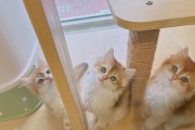 猫咪的温顺与外貌关联（探寻外貌与性格的关系）