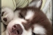 揭秘阿拉斯加雪橇犬的智商水平（你所不知道的聪明雪橇犬——阿拉斯加雪橇犬）