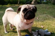 巴哥犬的七大优点（可爱聪明温顺拥有八哥犬的宠物生活）