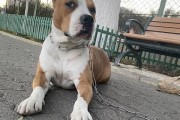 以斯塔福是什么犬？（探寻以斯塔福犬的起源、特点和品质）