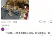 狗狗剖腹产的费用及临产前的症状（了解狗狗剖腹产的费用及如何判断狗狗即将临产的症状）