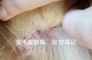 小金毛生病了！（如何判断小金毛是否生病及应对方法）