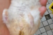 仓鼠新生活，拉稀烦恼？（关注仓鼠拉稀问题，让它健康快乐生活！）