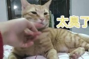 为什么我家猫不吃猪肉？（探究猫咪对猪肉的偏好和拒绝，寻找原因和解决方案）