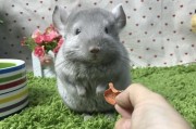 龙猫的繁殖季节及其特点（揭秘龙猫繁殖季节的奥秘）