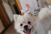 狗狗中毒了怎么办？（了解狗狗中毒的常见原因和应急处理方法）