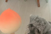狗狗为什么不能吃桃子？（桃子对狗狗的健康有哪些影响？）