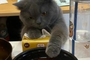 蓝猫的食物选择（蓝猫的饮食健康与照顾）