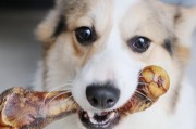 狗狗吃骨头的好处（为何狗狗可以吃骨头？以及吃骨头的益处）