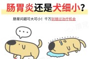 狗狗拉肚子需要多久才能好？（探究狗狗拉肚子的恢复时间及相关注意事项）